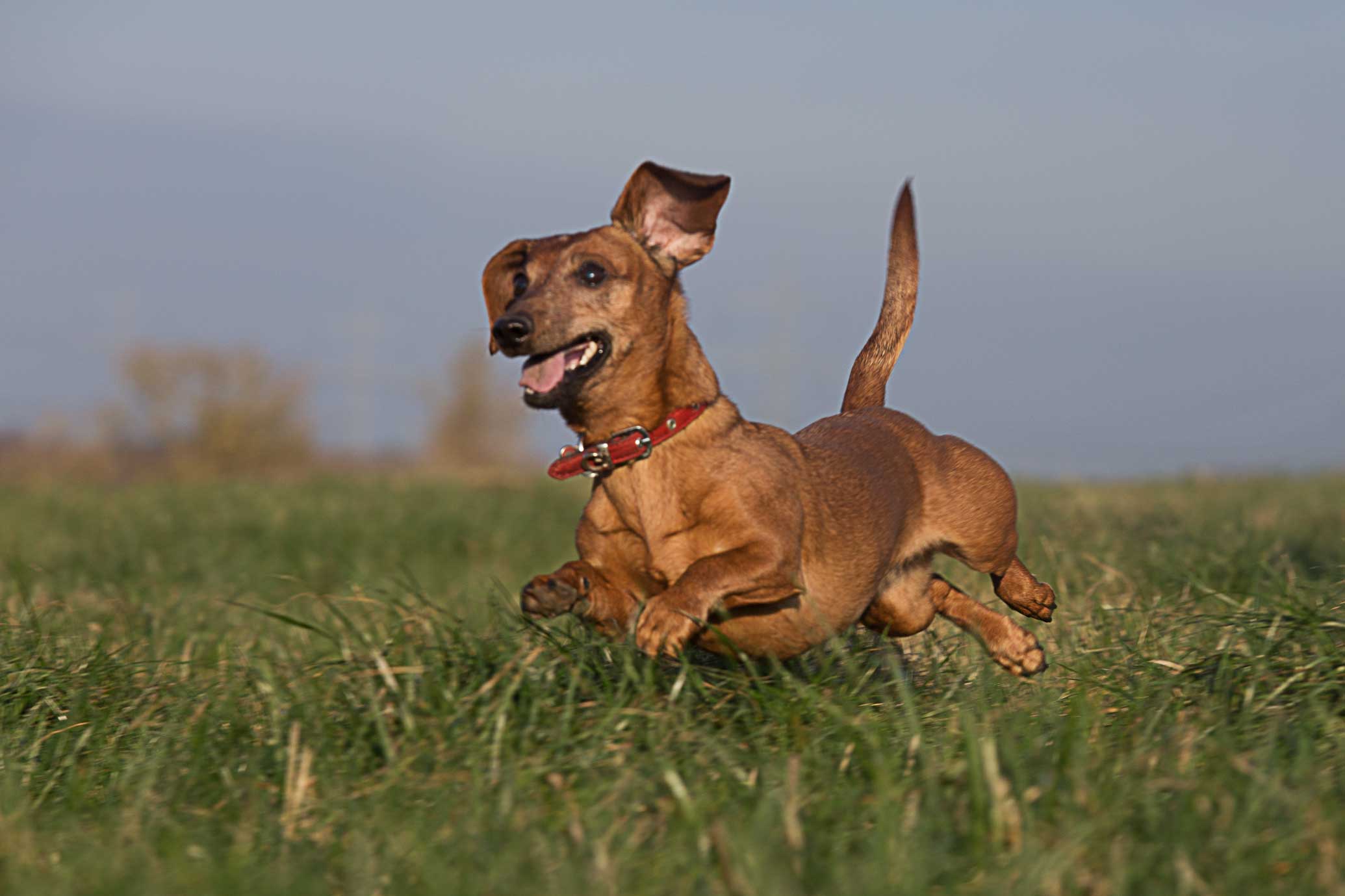 So sieht ein glücklicher Hund aus. :)