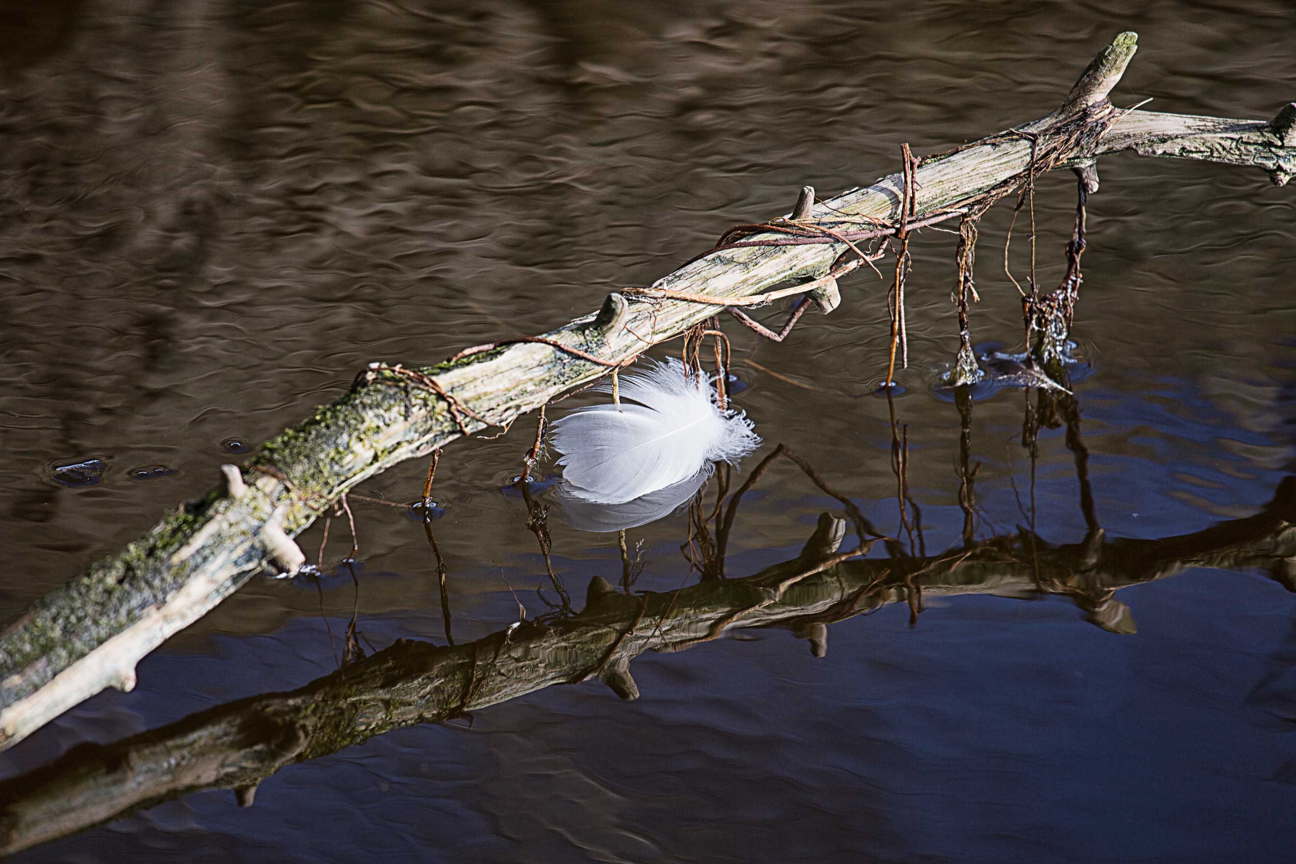 Spiegelung am Ufer